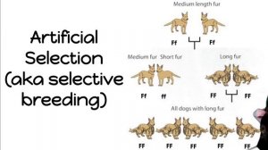 What is Brassica oleracea?