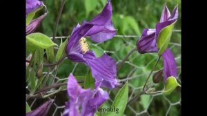 Clématite integrifolia Blue Pirouette® 'Zobluepi' by clematite.net