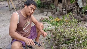 Bougainvillea cuttings...