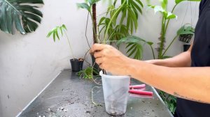 Amydrium zippelianum Care Tips and Propagation - WITH UPDATES!