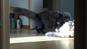 Боевой клич кота Мейн-куна