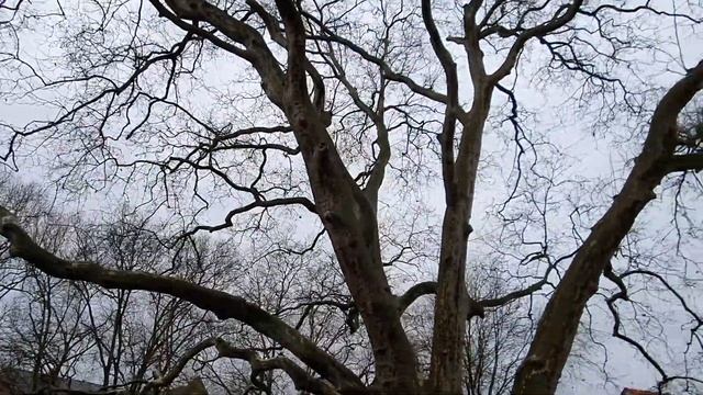 платан и его ветви смотреть онлайн