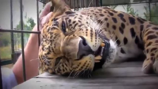 Гепард мурлычет смотреть онлайн