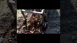 картофелекопалка для мотоблока своими руками