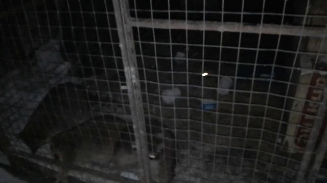 10.01.23. #вечернийвечер #кормимхолимлелеем смотреть онлайн