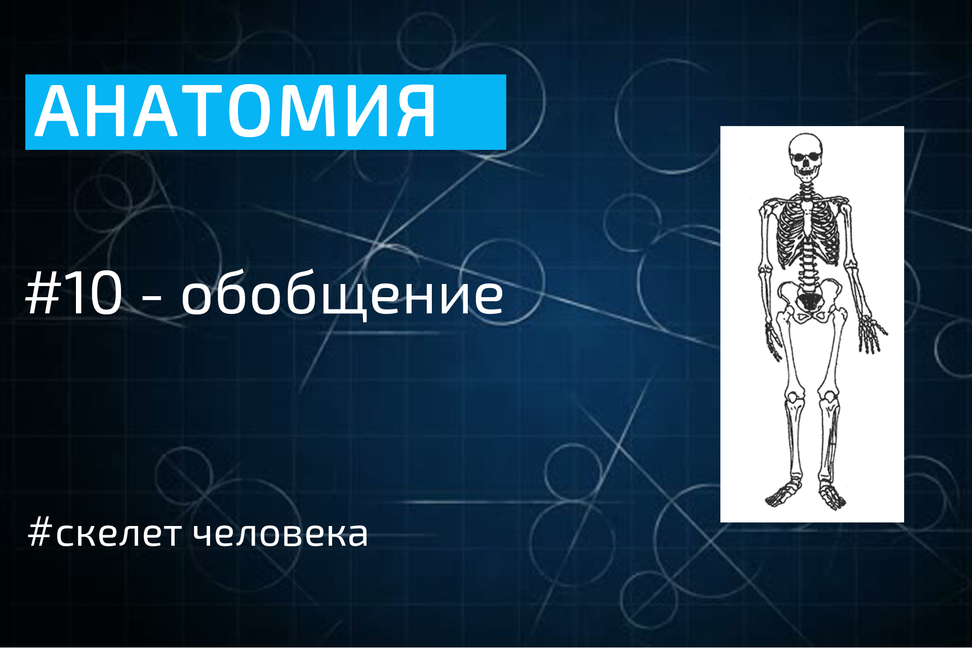 Обобщение людей. Введение в анатомию. Введение по анатомии. Спасибо за внимание анатомия скелет.