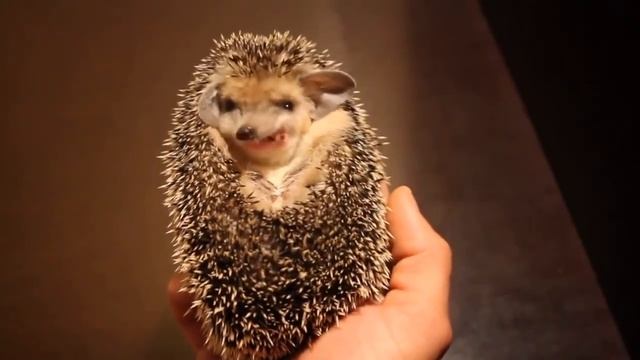 Очень голодный милый ежик прикол 2017 смотреть онлайн