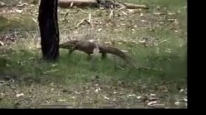 Yellow-spotted or Floodplain Monitor (Varanus panoptes)