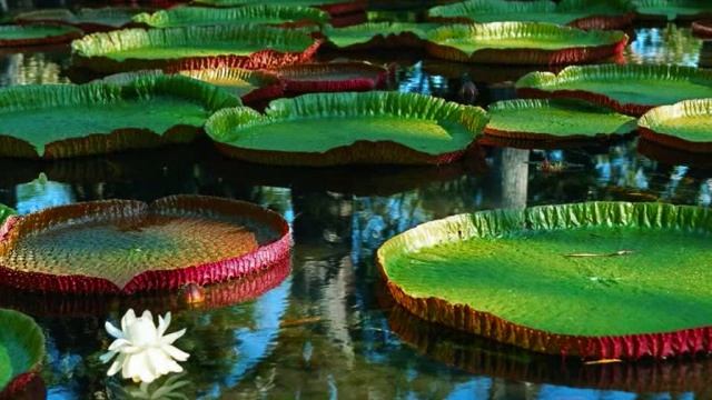 OLAVI VIRTA - VICTORIA REGIA смотреть онлайн