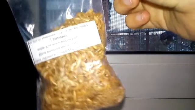 Мои вещи для улиток ахатин альбинос! смотреть онлайн