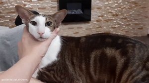 Кто кого достаёт? Вечер с котом-ориенталом😊 Cat & I Bugging Eachother| 🇬🇧 Subs| Funny Oriental Cat