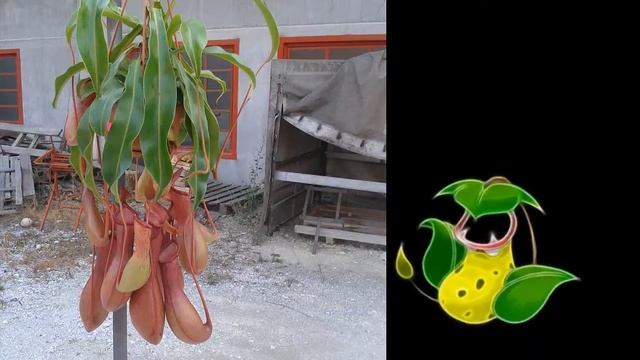 Piante carnivore: Analizziamo la Nepenthes Ventricosa смотреть онлайн