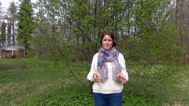 Тенистый сад . Растения для тенистого сада. Часть 2 смотреть онлайн