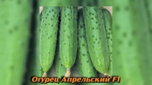 Самые лучшие самоопыляемые сорта огурцов для для теплиц которые не требуют серьезного уход