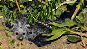 Бинтуронг (лат.  Arctictis binturong)