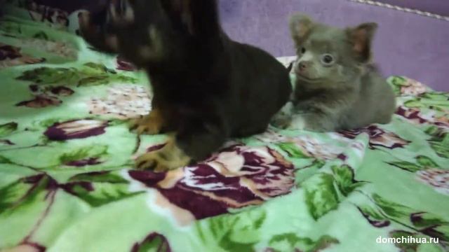 #8 Продажа чихуахуа / Санкт-Петербург / Осень 2017 смотреть онлайн