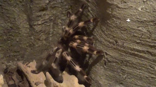 Паук-птицеед (Theraphosidae) смотреть онлайн