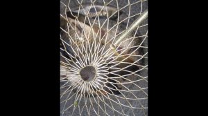 рыбалка Химки-Вашутино