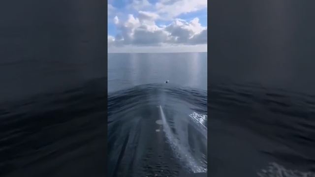 #россия #вмф #проект дельфин#круто ????????? смотреть онлайн