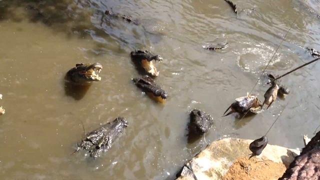 Ферма с крокодилами во Вьетнаме. Удивительный Вьетнам. Как покормить крокодила? II 16+ смотреть онлайн