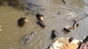 Ферма с крокодилами во Вьетнаме. Удивительный Вьетнам. Как покормить крокодила? II 16+