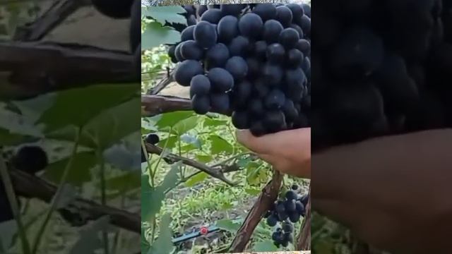 @Charada UA super black grapes. Виноград Шарада UA ультраранній  #shortsyoutube