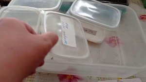 Семена пеларгонии(герани) взошли через два дня/ Три способа проращивания.