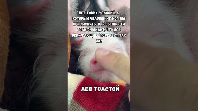 цитатыдлядуши цитатысосмыслом цытатыизвестныхлюдей толстойпознание