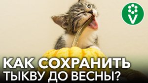 КАК СОХРАНИТЬ ТЫКВУ ДО ВЕСНЫ? Раскрываем секреты длительного хранения тыквы в домашних условиях