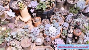 Оранжерея для суккулентов. Тип освещения - лампа ДРИ.