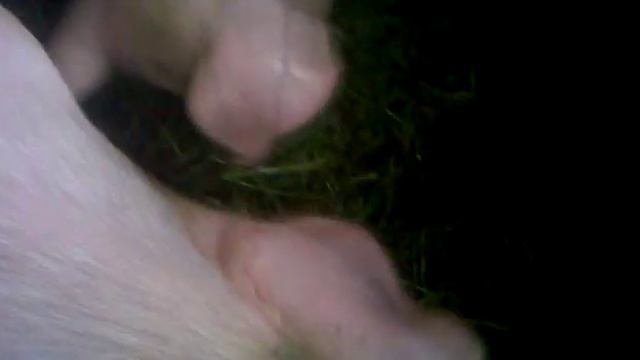 Кормление свиней в домашних условиях смотреть онлайн