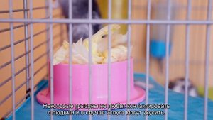 Какого питомца завести для ребенка?
