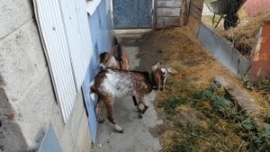 Перестраиваем сарай в козлятник. Строим стойла для козлов. Выравниваем пол в сарае.