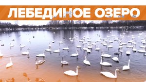 Белое на белом: тысячи лебедей прилетели зимовать на озеро Светлое на Алтае