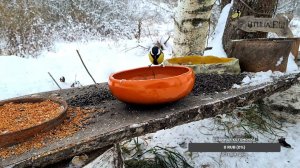 Yoll's добрый stream. Птиченькино кафе