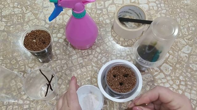 Спирея японская. Черенкую в ноябре.