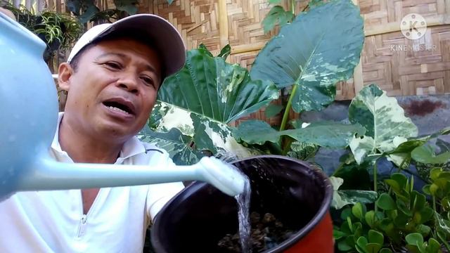 FICUS TRIANGULARIS EASY PROPAGATION TIPS SHARED BY JOE PLANTITO смотреть онлайн