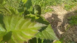 ежевика Свит Пай,начало цветения, наблюдения по сорту