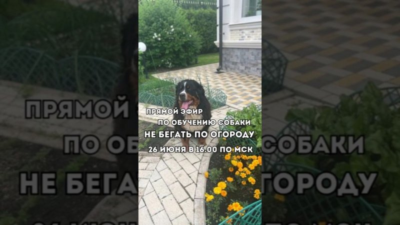Прямой эфир✨️По обучению собаки не бегать по огороду#собаки #дачныедома