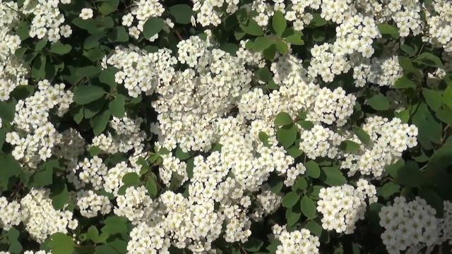 Дети запускают воздушные шары Выпускной в детском саду Kindergarten 幼稚園 Jardin d'enfants ziminvideo смотреть онлайн