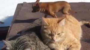 Оочень злая чихуахуа