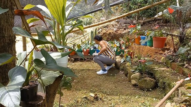 ACOMODANDO MI JARDÍN EN EL VIVERO!! sorpresa para ustedes!! смотреть онлайн