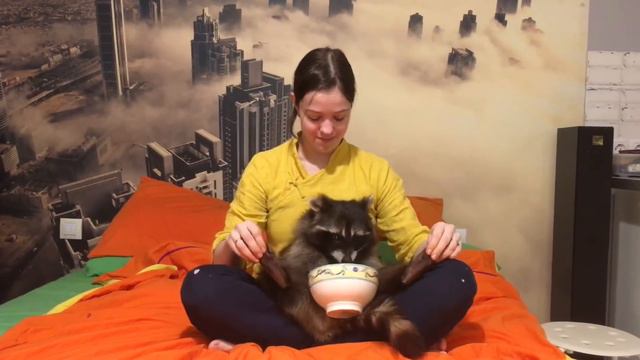 Массаж и еда, енот доволен 😋 смотреть онлайн