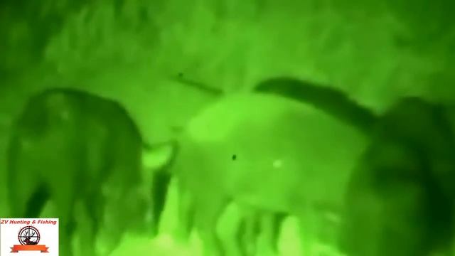 WILD BOAR HUNTING !!! Охота на кабана с прицелом. Ночная охота смотреть онлайн