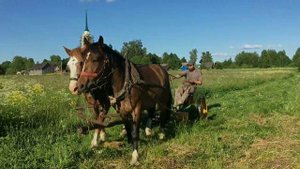 Сенокос на лошадях,конная косилка.