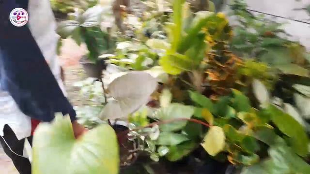 JAPRI 088233792253 LOW SIGNAL - PAK SUR LAMUK PANEN TANAMAN HIAS MURCE UMBYUKAN COCOK BUAT KULAKAN смотреть онлайн