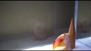 Дискусы, Нерест Дискусов, Размножение дискусов