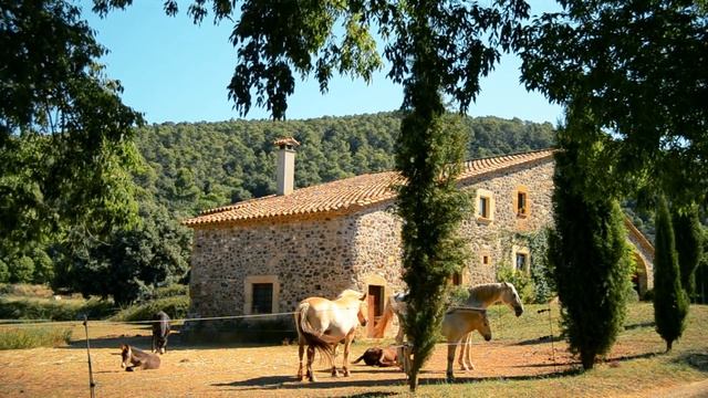 Sleep and Relax Nature Sounds from the Farm Village
