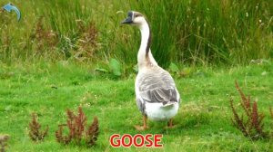 domestic animals Test