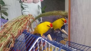 Какарик ест сорго, из которого некоторые делают веники